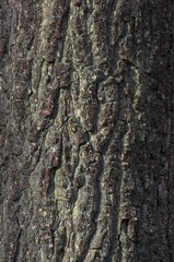 Fototapeta premium a close up of a tree showing the bark texture