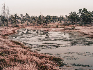 Pine Trees in Field of Kemeri moor in Latvia with a Pond in a Foreground - vintage look edit