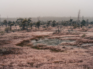 Fototapeta na wymiar Pine Trees in Field of Kemeri moor in Latvia - vintage look edit