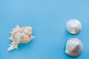 Minimalistic pastel blue background with three seashells with copy space.