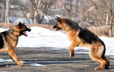 angry dog shepherd, outdoors