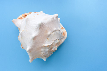 Fototapeta na wymiar Minimalistic pastel blue background with one big graceful textured seashell.