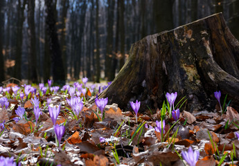 purple crocus flowers near the stump. beautiful springtime scenery in forest on a sunny day. power...