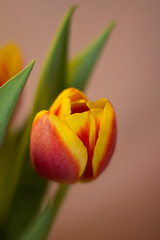 Букет красно жёлтыхх тюльпанов на нежном фоне 