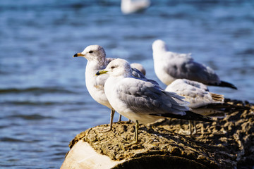 Gulls Looking
