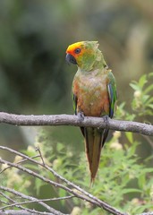  Aratinga auricapillus / Golden-capped Parakeet / Jandaia-de-testa-vermelha