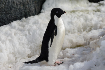 Fototapeta premium Adelie penguin on snow