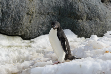 Fototapeta premium Adelie penguin on snow