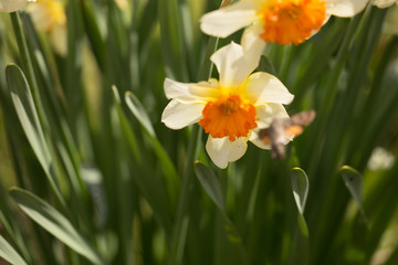 Hummingbird Hawk insect sucking from lilly flower
