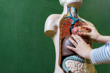 Close up of a high school student learning anatomy in biology class, putting a heart inside an...