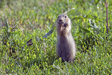 cute little gopher sitting on a green meadow