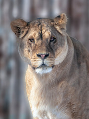 muzzle of a lioness on blurry background
