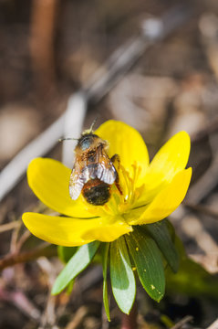 Biene mit starkem Milbenbefall auf Winterling im Fr&uuml;hling