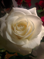 White rose close-up