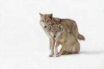 Papier Peint photo Lavable Loup loups mâles et femelles marchant ensemble, fond isolé