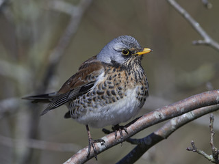 Fieldfare (Turdus pilaris)