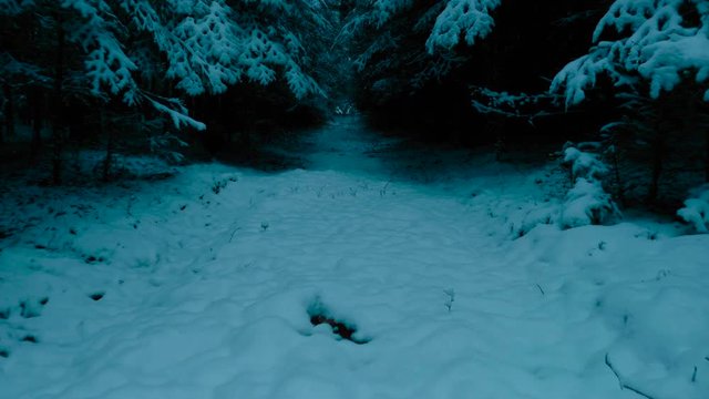 Winter Forest Walking