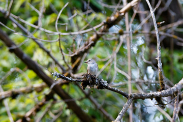 Flycatcher (Muscicapa striata).