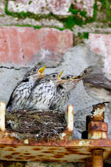 Flycatcher (Muscicapa striata).