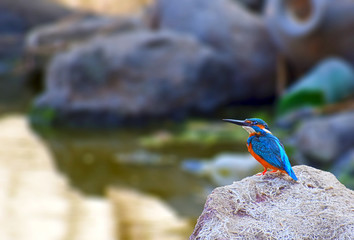 Kingfisher