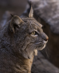 Bobcat