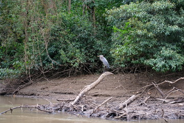 Costa Rican heron