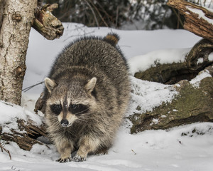 Obraz premium Raccoons playing in the snow