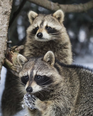 Raccoons  
