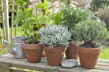 potted thyme sage and rosemary on a wooden table in garden