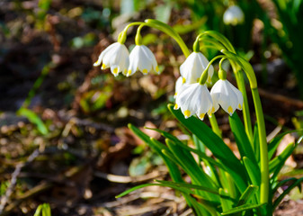 bunch of snowflake flowers. lovely springtime background