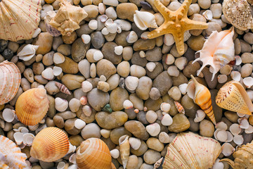 Seashells and pebbles background, natural seashore stones
