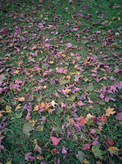 Leaves on the grass