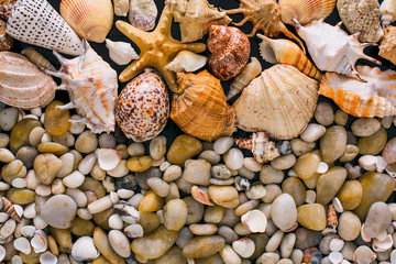 Seashells and pebbles background, natural seashore stones