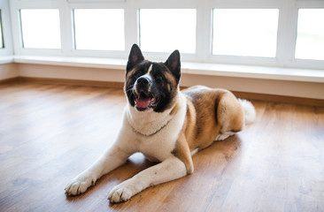 Amazing american akita dog posing. Old big akita boy.