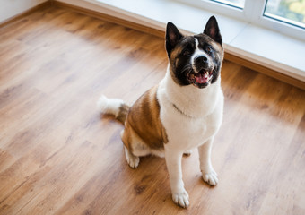 Amazing american akita dog posing. Old big akita boy.