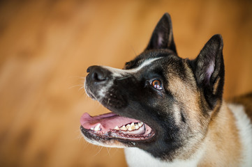 Amazing american akita dog posing. Old big akita boy.