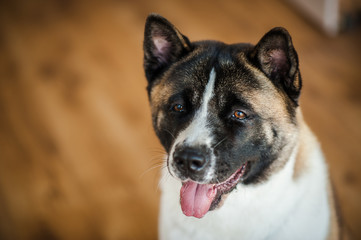 Amazing american akita dog posing. Old big akita boy.