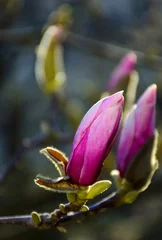 Photo sur Plexiglas Magnolia blossom of magnolia flowers. lovely nature background in springtime