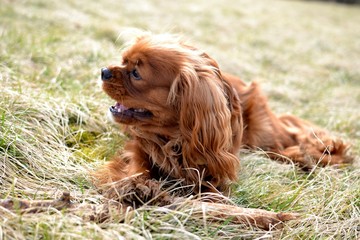 Cute smiling cavalier king charles spaniel ruby puppy takes a rest after playing with its wood stick toy 