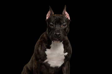 Portrait of Serious American Staffordshire Terrier Dog Gazing in camera Isolated on Black Background, front view