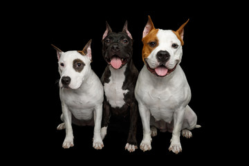 Three American Staffordshire Terrier Dogs Sitting together on Isolated Black Background, front view