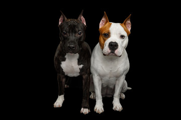 Two American Staffordshire Terrier Dogs Sitting together and Stare in camera on Isolated Black Background, front view