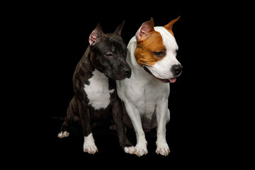 Two American Staffordshire Terrier Dogs Sitting together and Looking at down side on Isolated Black...
