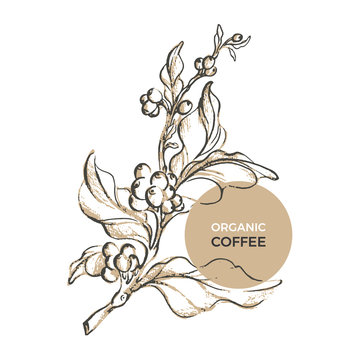 Vector sketch of coffee branch. Template