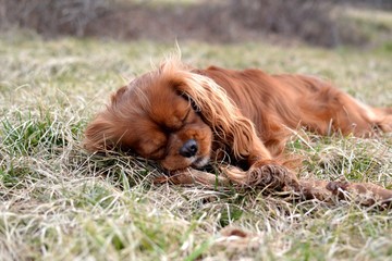 Cute ruby cavalier king charles spaniel puppy fall asleep after playing with its wood stick still holding in its paw
