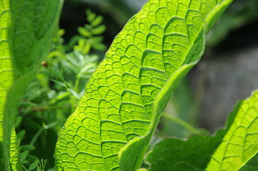 Green leaf illuminated by sunlight