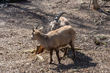 female and male ibex
