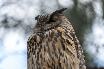big eagle owl