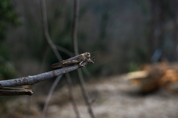 Egyptian grasshopper, Egyptian Locust (Anacridium aegyptium)