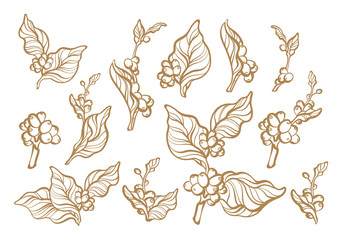 Fototapeta premium Coffee set of branch with leaf and coffee bean.